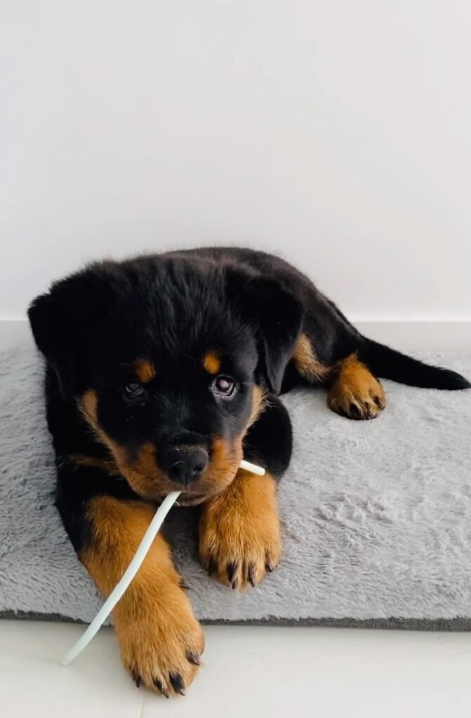 best place to buy rottweiler puppies