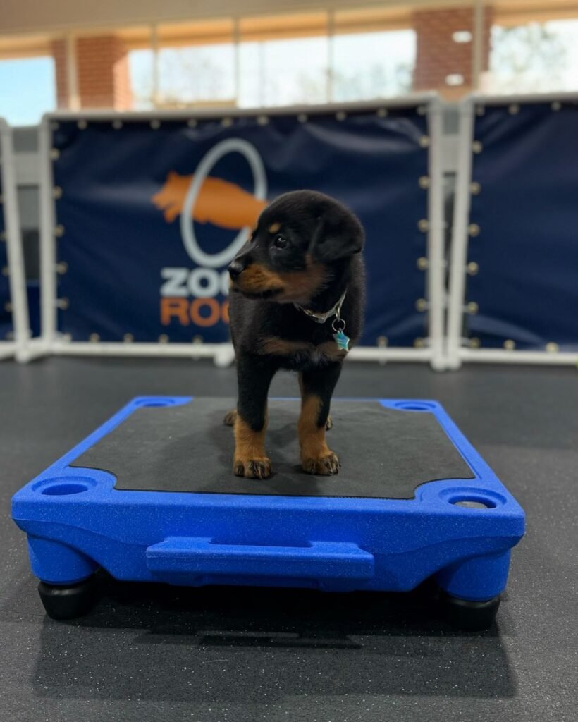 rottweiler puppies with papers for sale