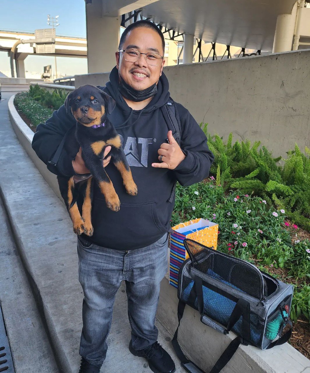 friendly rottweiler puppies for sale