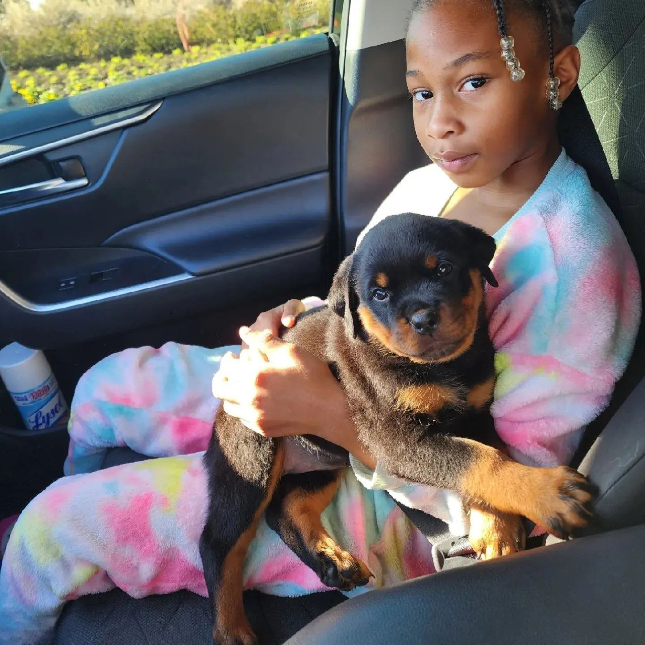 rottie puppies for adoption usa