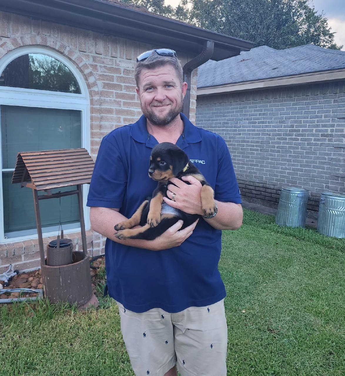 well-tempered rottie puppies for sale