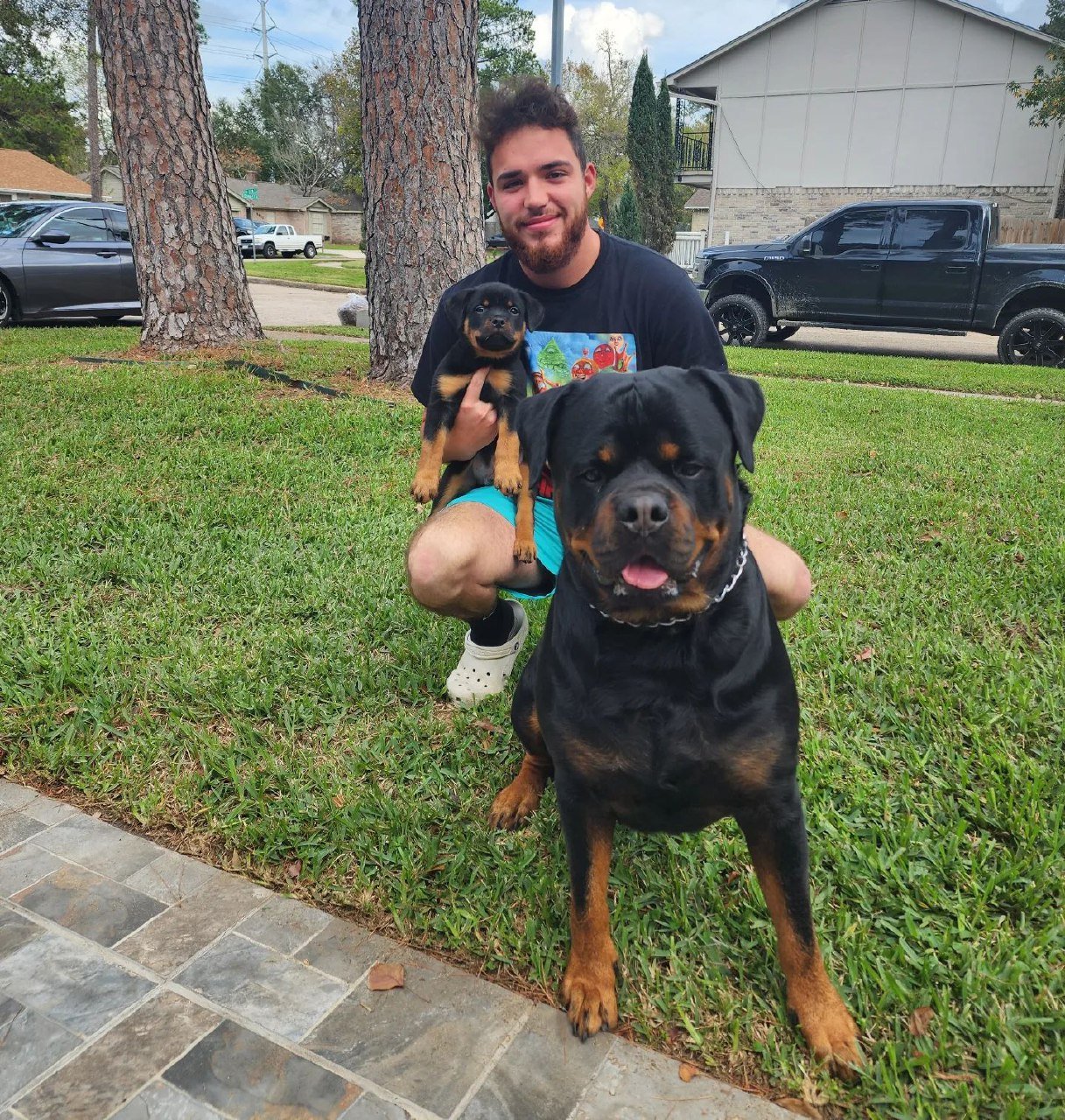 rottie puppies with vet records usa