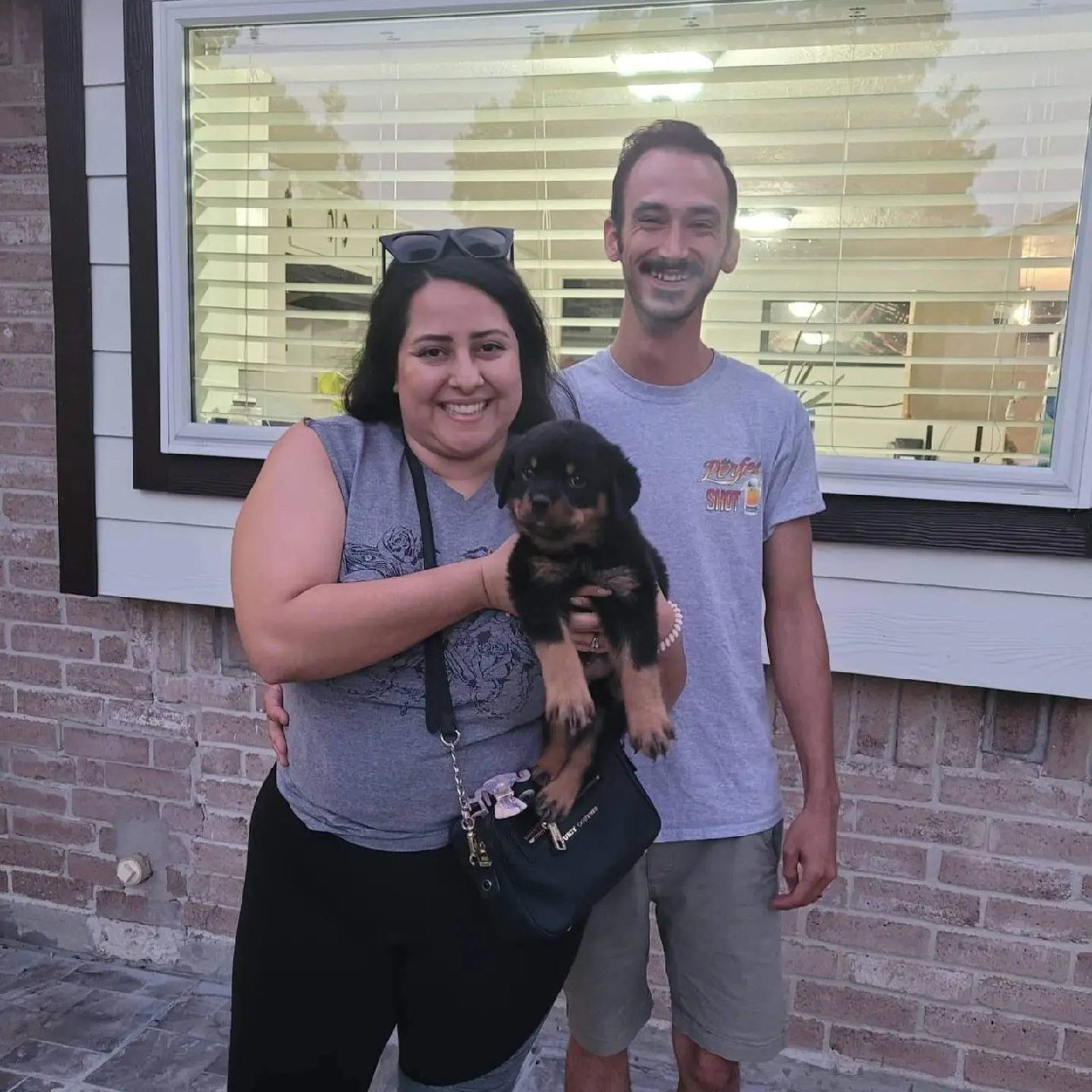 rottie puppies ready for new home