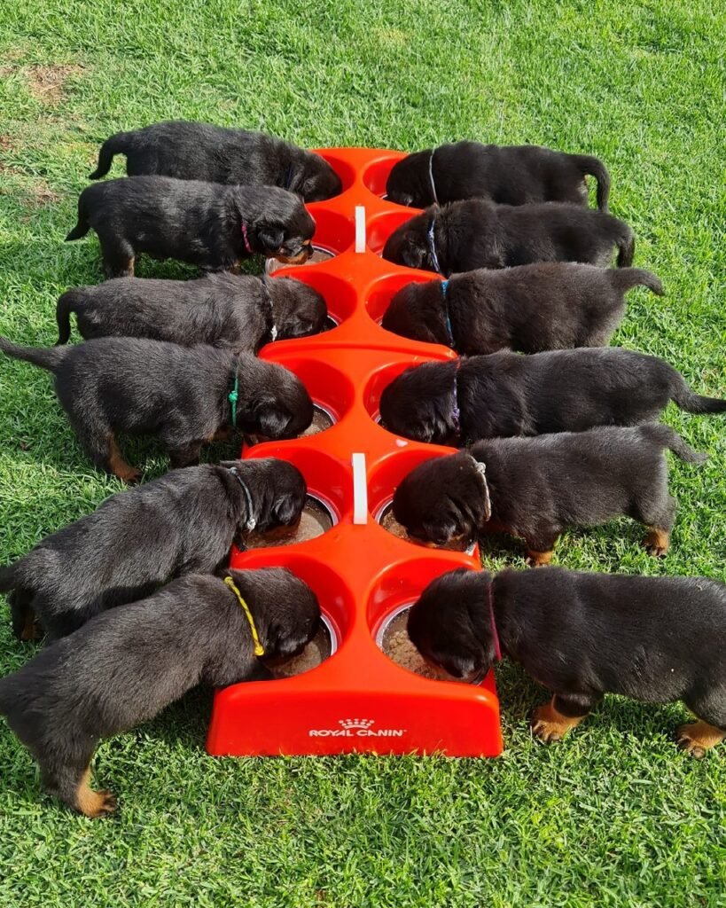 rottweiler puppies for sale