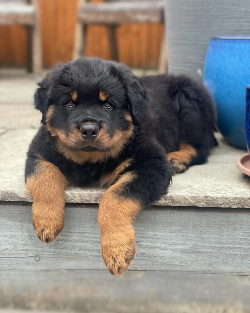 rottweiler puppies for sale in ohio