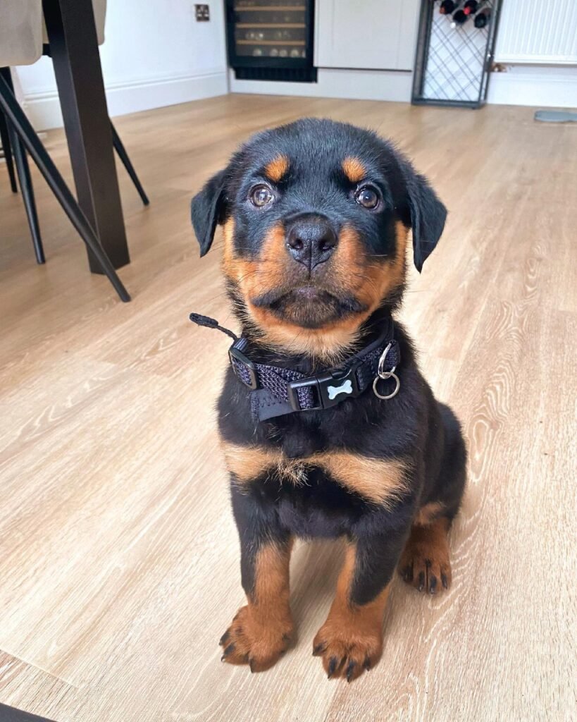 rottweiler puppies for sale in georgia