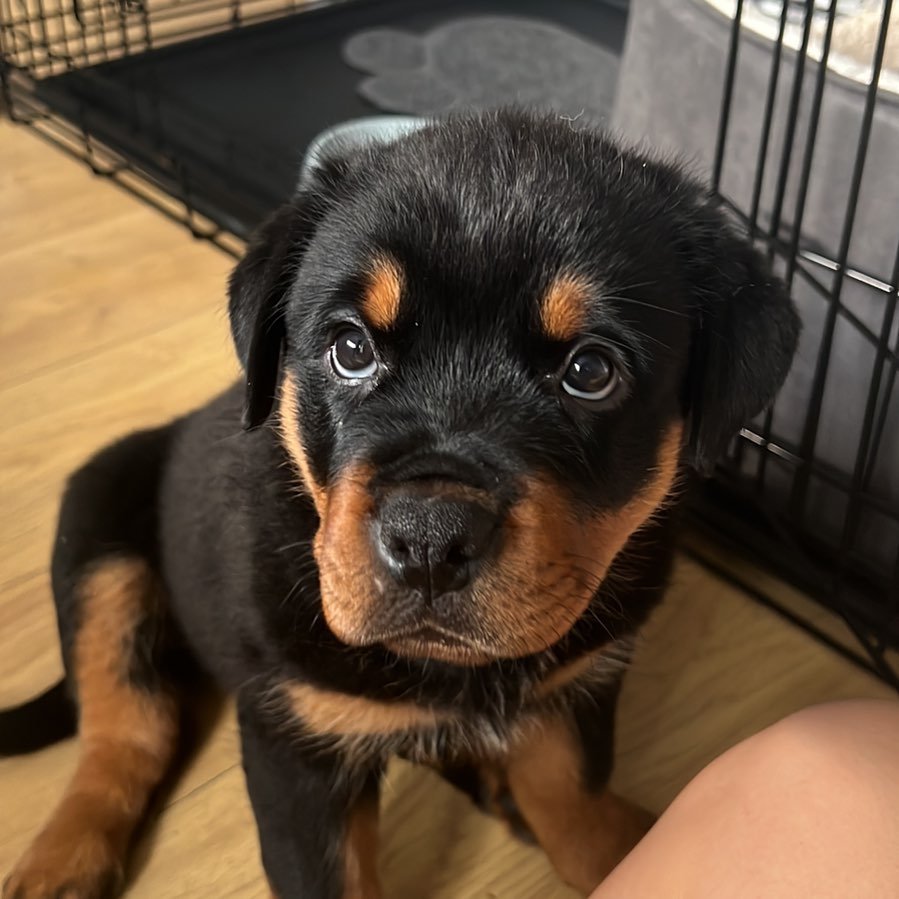 mini rottie puppies for sale