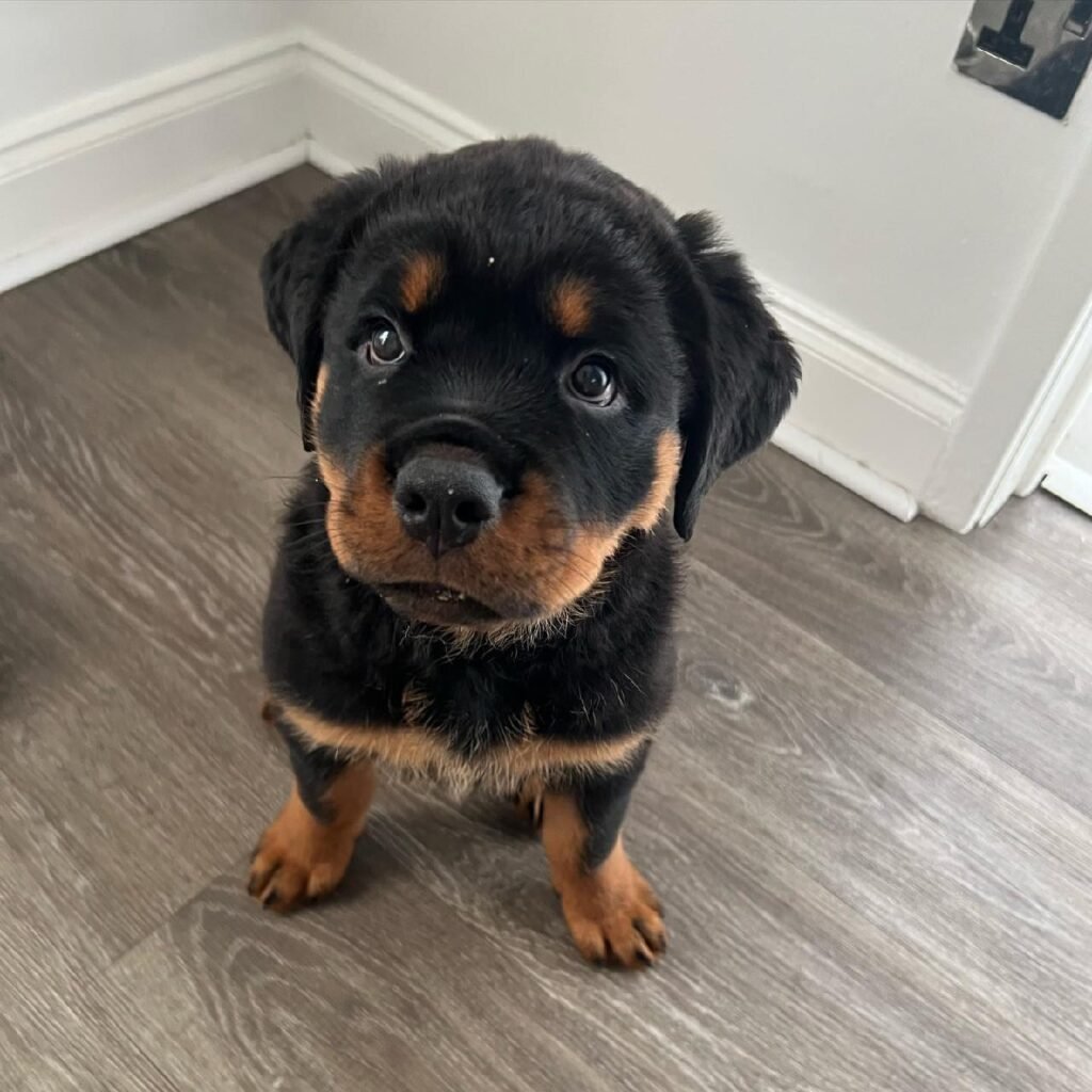 rottie puppies for adoption