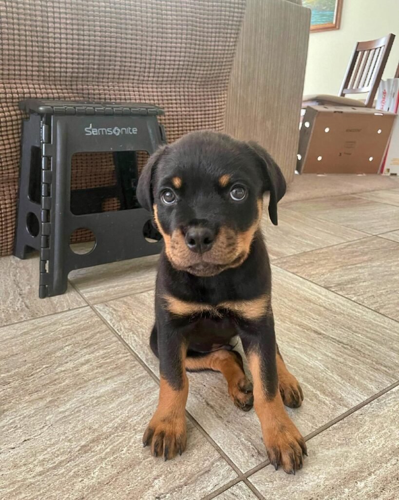 rottweiler puppies for sale in california