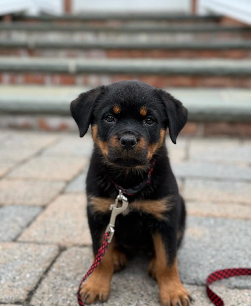 affordable rottweiler puppies for sale