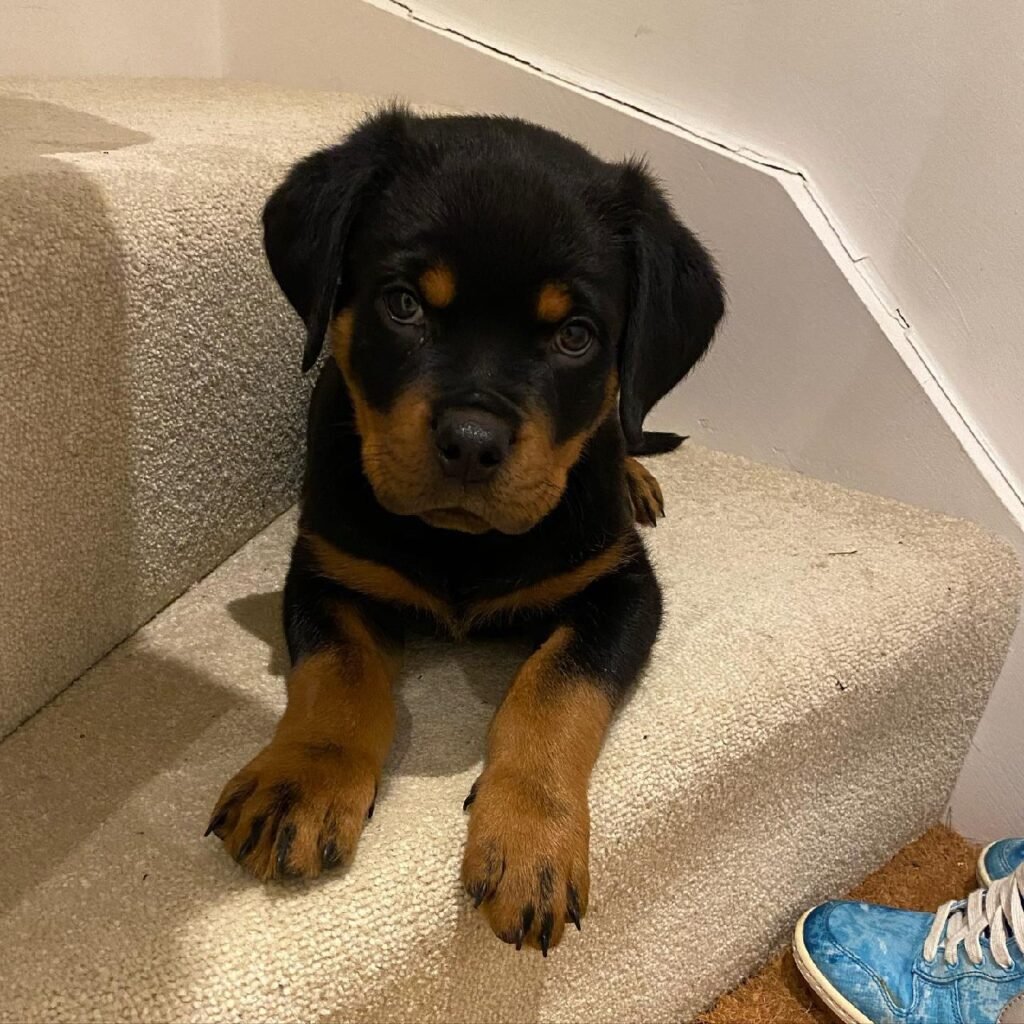 buy rottweiler puppy online