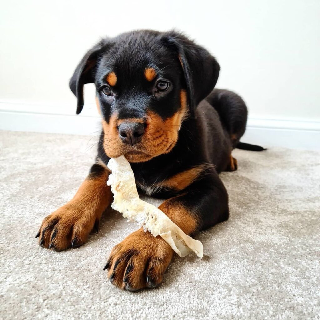 rotti pups for sale