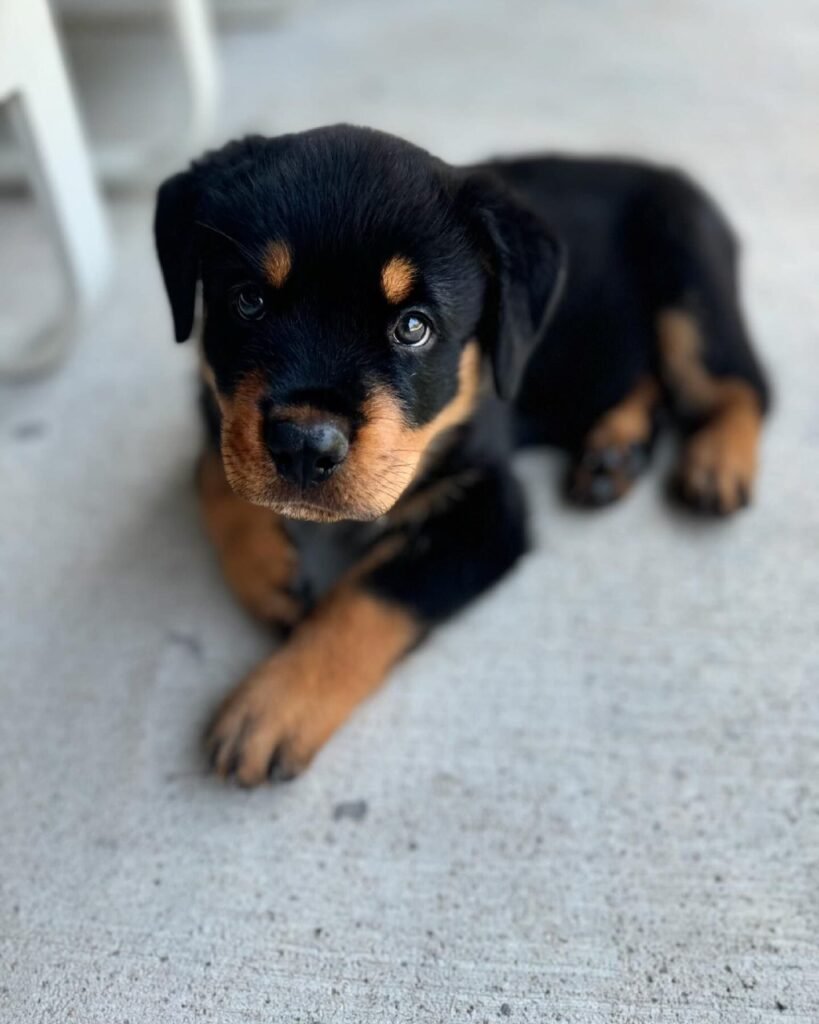 where to buy rottweiler puppies