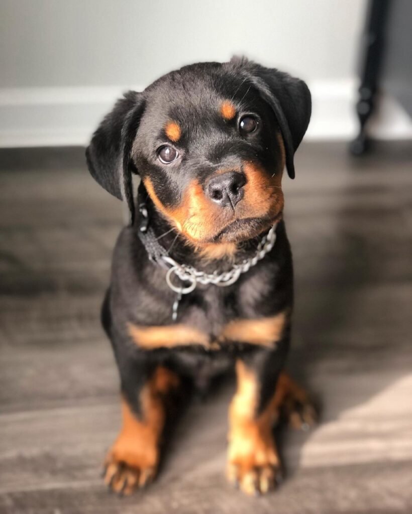 full-blooded rottweiler puppies for sale